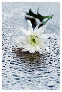 Photo 209474