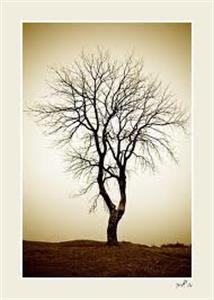 Photo 246222