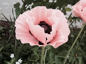 Photo 406979
