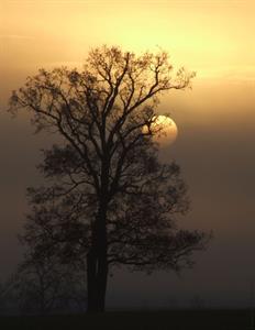 Photo 446285