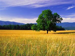 Photo 446690