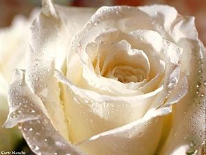 Photo 447713