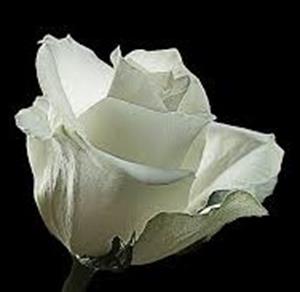 Photo 497154
