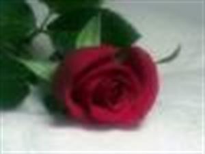 Photo 573696