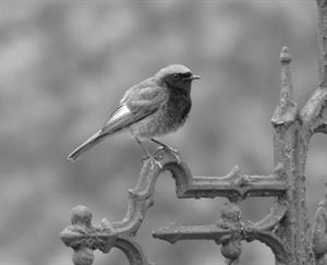 Photo 574524