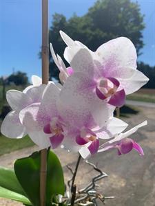 Photo 729876