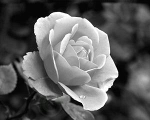 Photo 779483