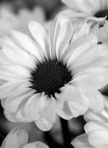 Photo 898791