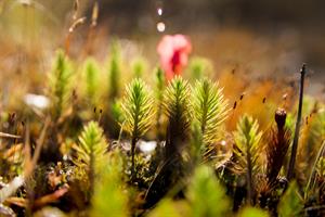 Photo 899680