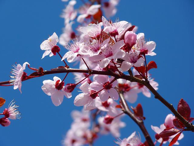 Photo 930983