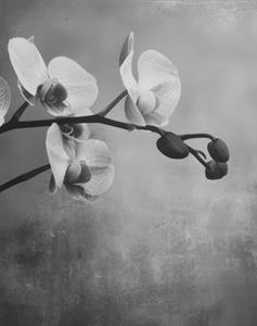 Photo 961441