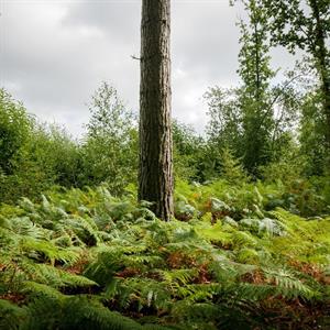 Photo 979250