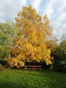 Photo 979980